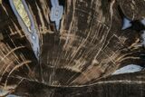 Petrified Wood (Schinoxylon) Round - Blue Forest, Wyoming #377570-1